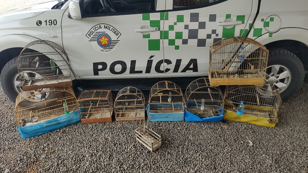 Idoso é multado em R$ 4,5 mil por manter pássaros silvestres em cativeiro, em Presidente Prudente (SP) — Foto: Polícia Ambiental