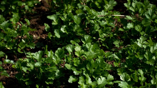 Como cultivar coentro e cebolinha - Embrapa tem dicas práticas e gratuitas sobre as duas plantas aromáticas.