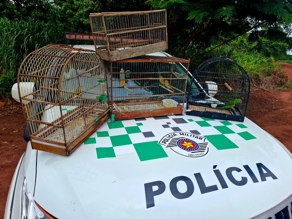 Aves silvestres foram soltas na natureza, em Regente Feijó (SP) — Foto: Polícia Militar Ambiental