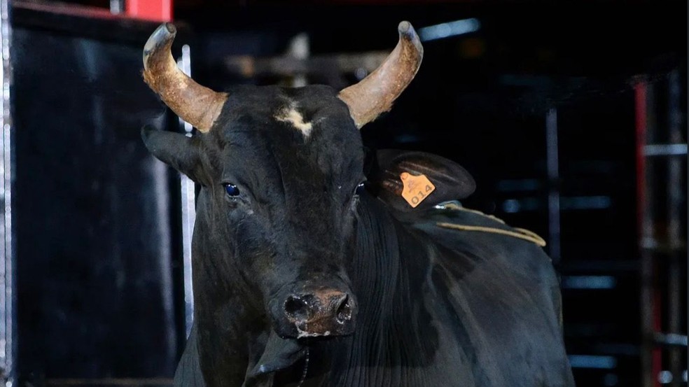Facilpa 2026 terá rodeio em touros e cavalos com R$ 50 mil em prêmios — Foto: Reprodução/@fsphotoarena/Instagram