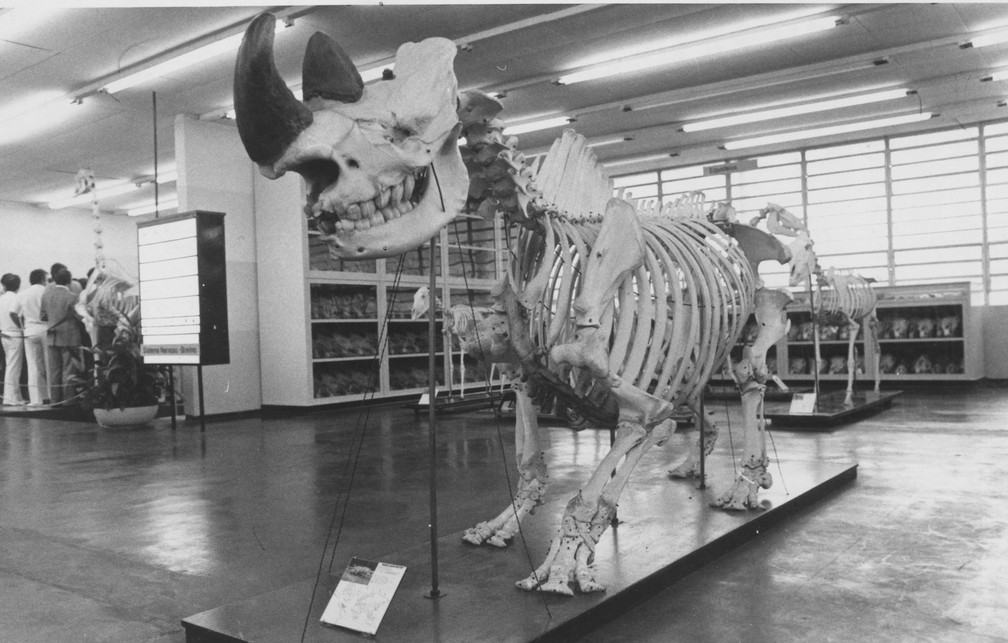 Esqueleto do rinoceronte Cacareco exposto no Museu de Anatomia Veterinária da USP em 1984 — Foto: Sidney Carvalho/Estadão Conteúdo