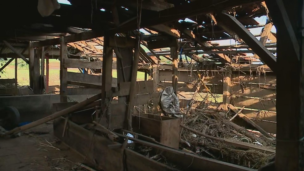 Vacas que eram abrigadas em galpão na cidade de Colinas morreram durante passagem de ciclone — Foto: RBS TV/Reprodução