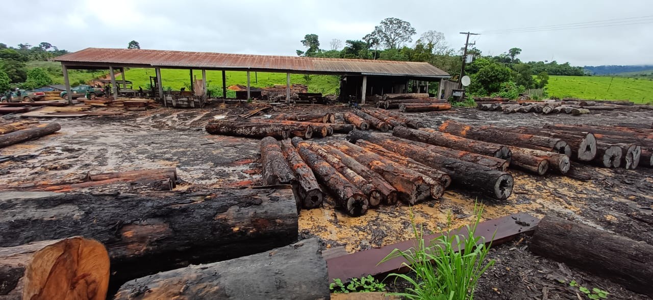Operação apreende mais de 14 mil m³ de madeira ilegal e aplica multas de R$ 84 milhões no Pará