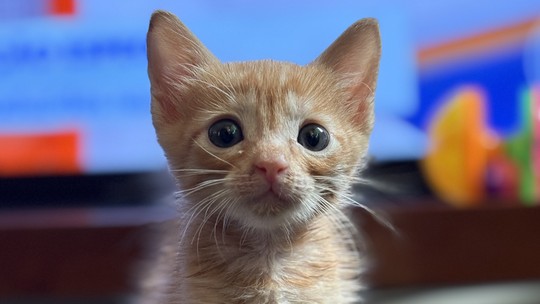 Adoção de pet: veja como funciona o processo em cidades da Região Metropolitana de São Paulo - Maioria dos animais disponíveis são resgatados em situação de abandono ou maus-tratos.