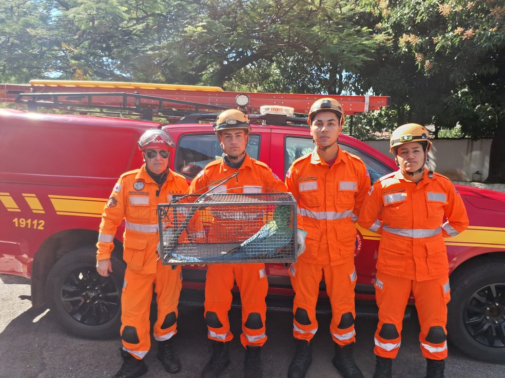 Equipe que participou da apreensão da arara híbrida. — Foto: Divulgação/Corpo de Bombeiros
