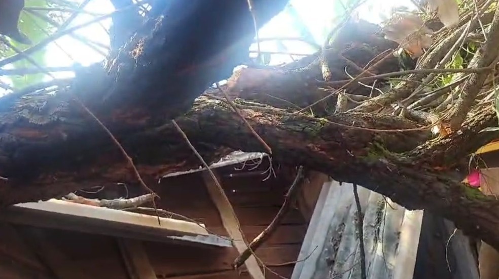Árvore caiu sobre a casa que fica na Vila Zillo em Bauru — Foto: Defesa Civil/Divulgação