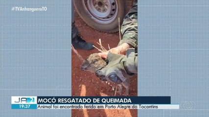 Animal é resgatado de queimada no interior do Tocantins; veja