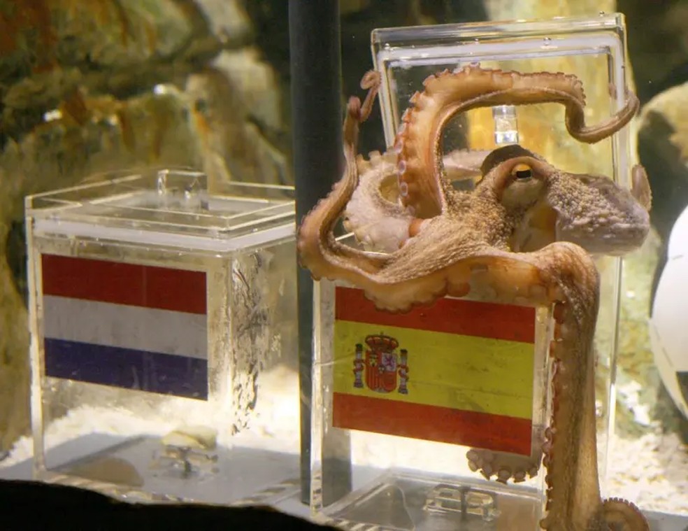 Depois de acertar todos os resultados da Alemanha na Copa do Mundo de 2010, o polvo Paul ainda previu a vitória da Espanha sobre a Holanda, na final do torneio realizado na África do Sul — Foto: AFP via Getty Images