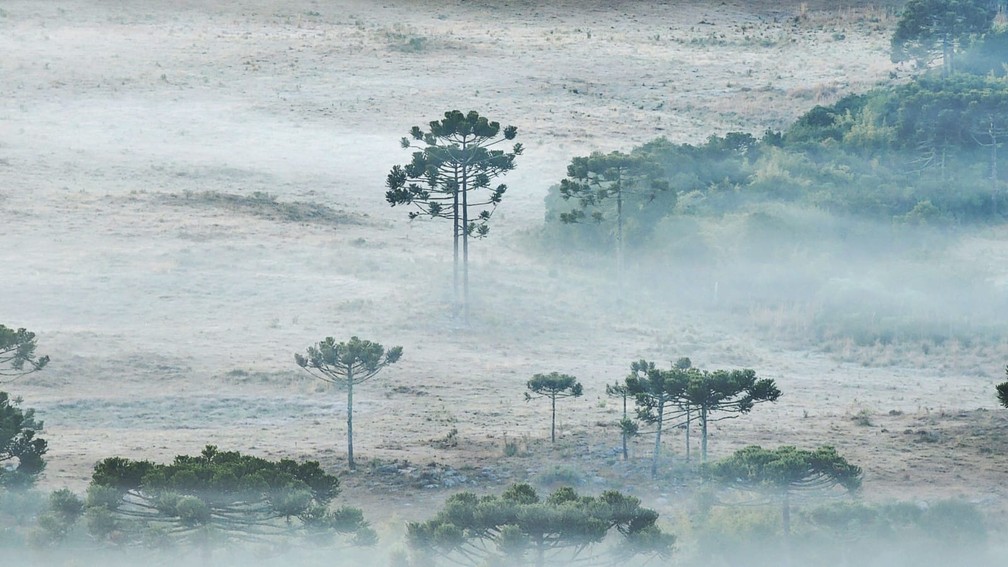 Geada em São Joaquim, na Serra de Santa Catarina, na manhã de 6 de julho de 2023 — Foto: Mycchel Legnaghi/São Joaquim Online