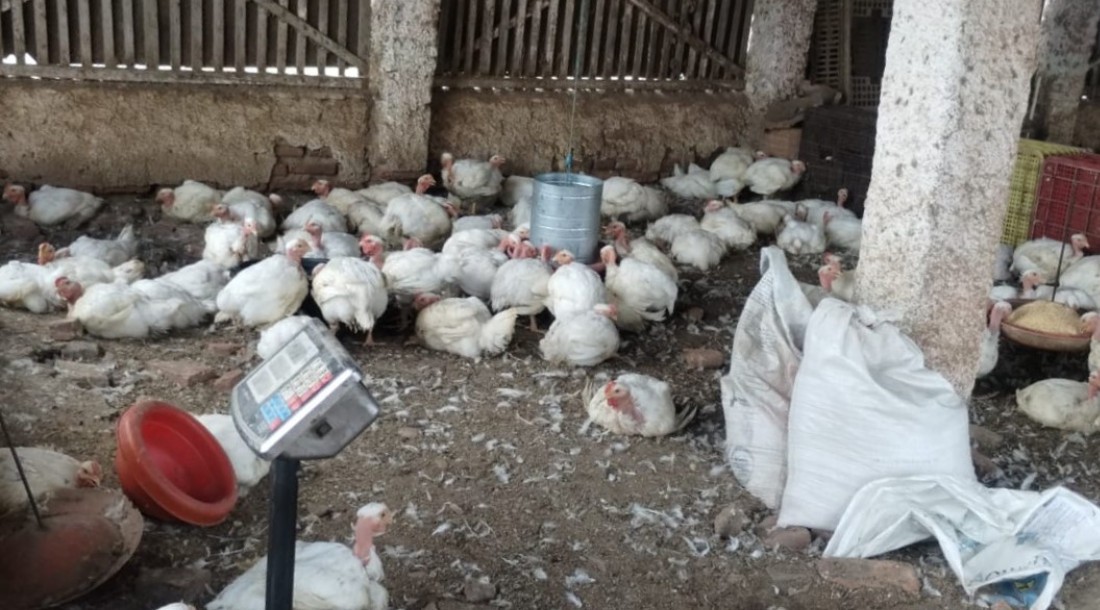 Adema flagra abate clandestino de aves em Cedro de São João