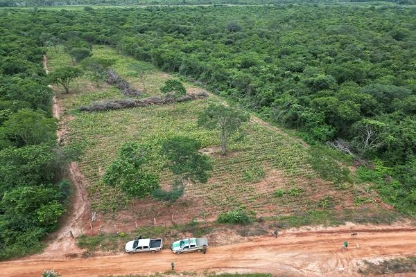 Operação para coibir desmatamento ilegal aplica mais de R$ 614 mil em multas em Januária