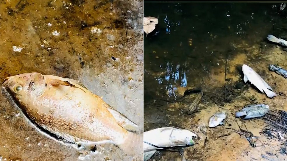 Centenas de peixes aparecem mortos em igarapé e moradores denunciam poluição em São Luís — Foto: Reprodução/TV Mirante