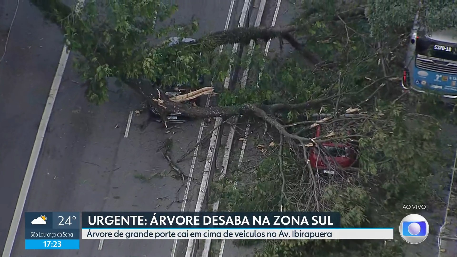 Árvore de grande porte cai em cima de carros e ônibus na Avenida Ibirapuera, Zona Sul de SP; VÍDEO