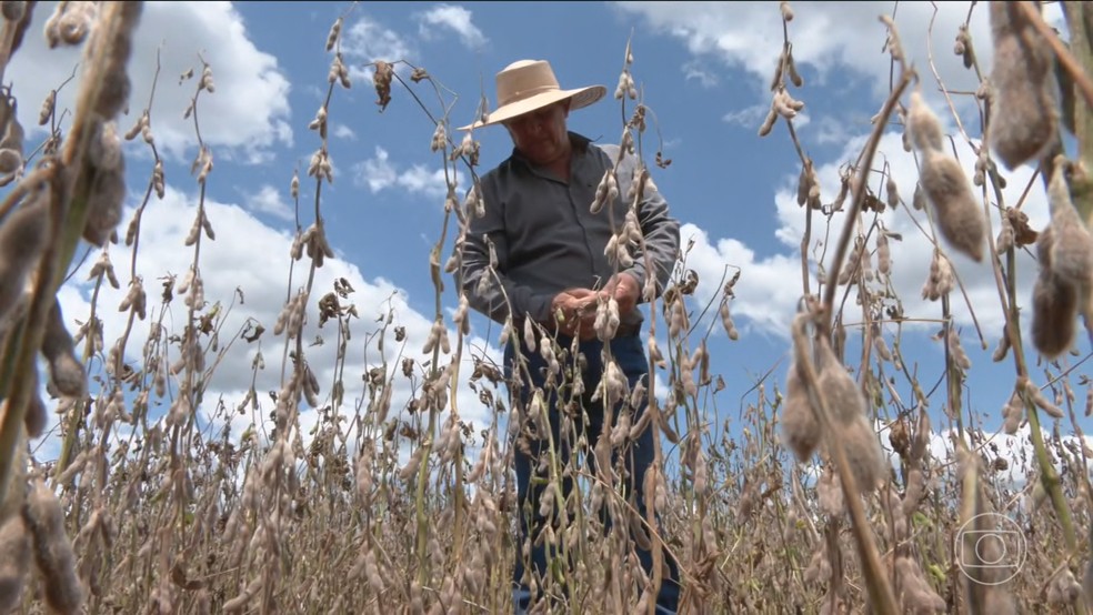 Ondas recentes de calor e a falta de chuva no momento do plantio provocam prejuízos no campo — Foto: Jornal Nacional/ Reprodução