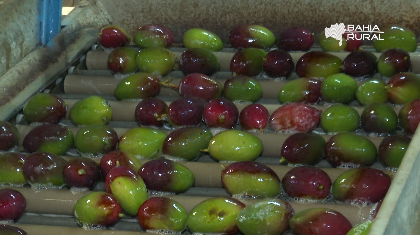 Vídeos da TV Bahia e g1 Bahia - domingo, 12 de abril de 2026