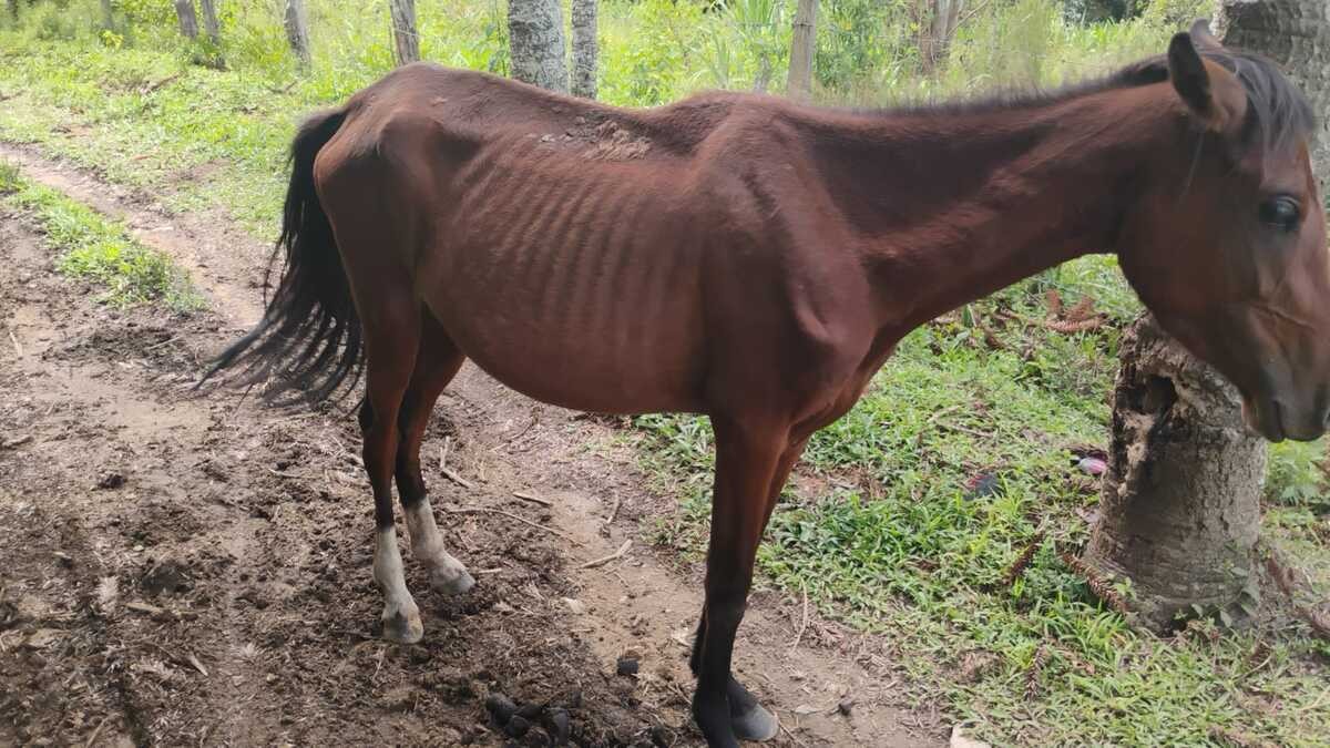 VÍDEO: Cavalos vítimas de maus-tratos e abandono durante quatro meses são resgatados em MG 