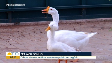 Criador de aves exóticas transforma paixão em negócio