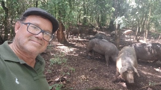 Produtores investem em raça de porcos que quase sumiu no Paraná e tentam competir no mercado de carnes - Foto: (Arquivo pessoal)