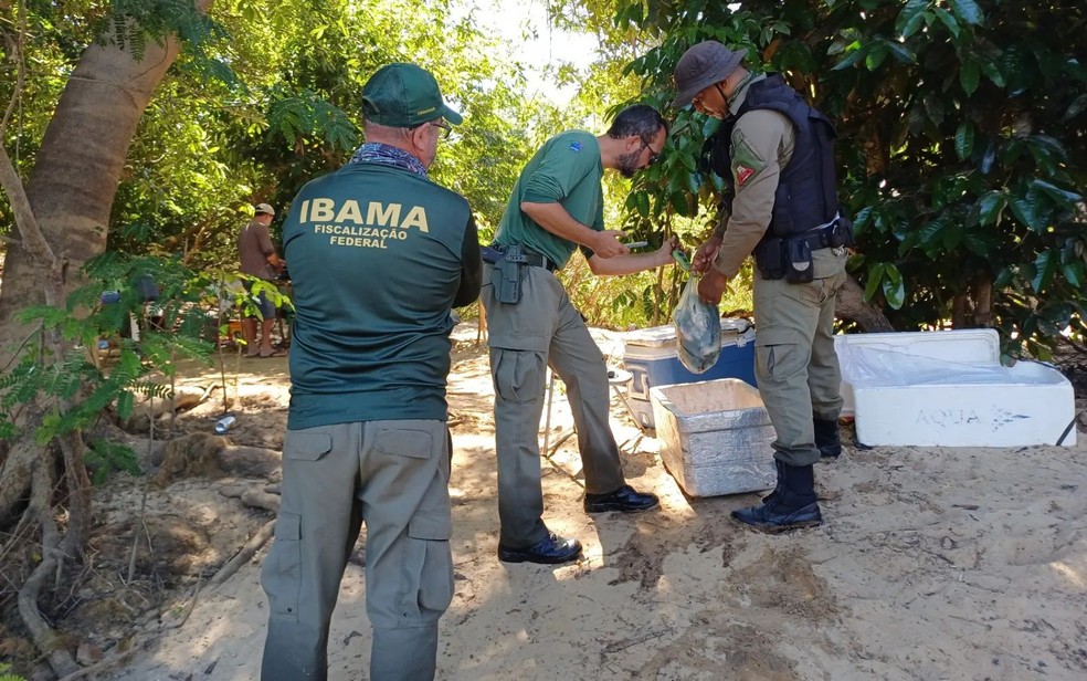 Agentes do Ibama durante fiscalização em área de desova de tartarugas no norte de Goiás. Operação apreendeu pescado ilegal, embarcações e aplicou multas por crimes ambientais — Foto: Reprodução/TV Anhanguera