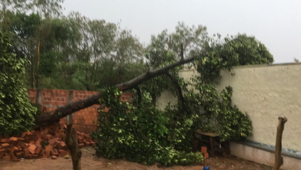 Força do vento derrubou árvore no Jardim Maracanã, em Presidente Prudente (SP) — Foto: Plinio Vinicius de Souza Silva