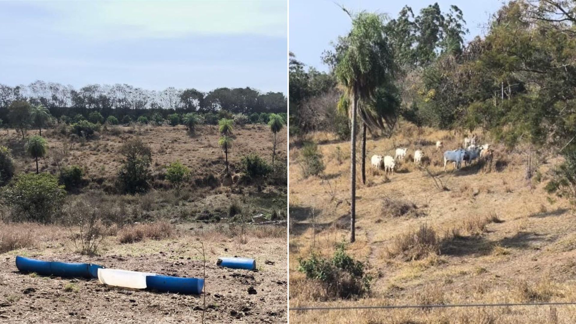 Polícia Ambiental multa fazendeiro em R$ 1 milhão por gado em área de preservação no interior de SP