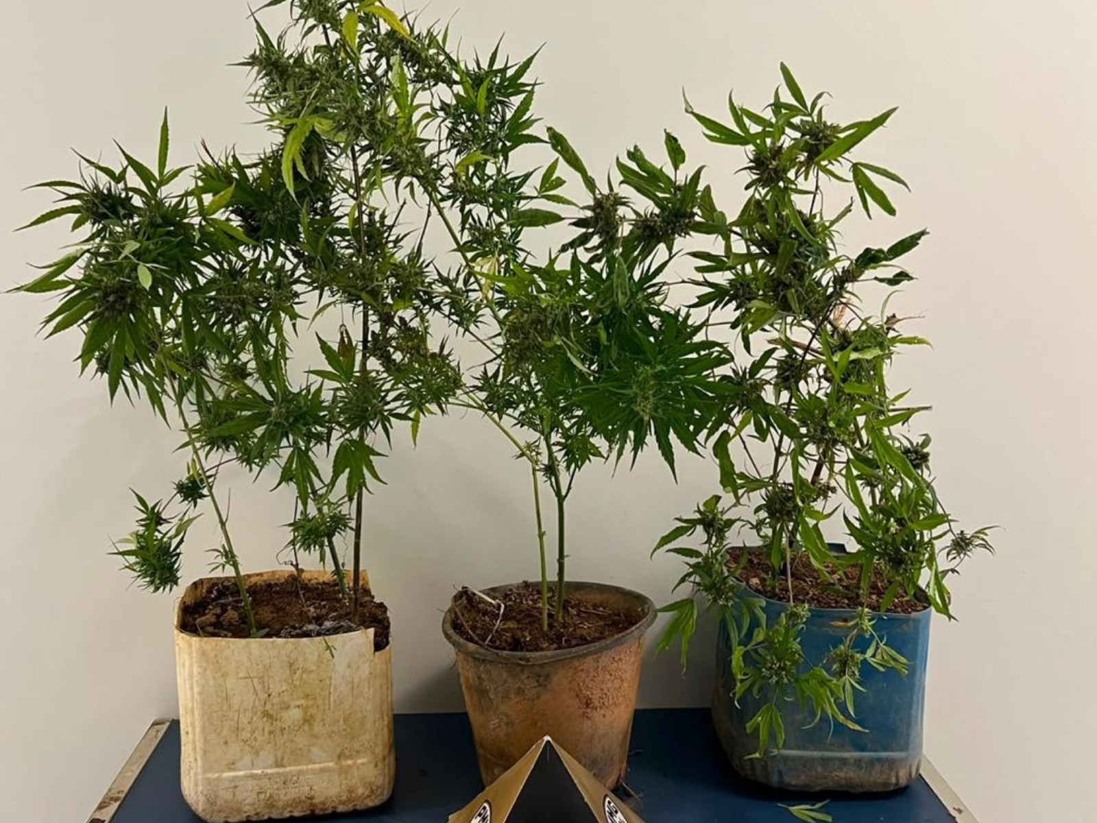 Homem diz cultivar maconha para uso próprio, mas acaba preso após mãe denunciar venda da droga em José Raydan