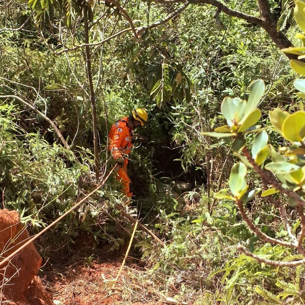 Animal estava preso em meio a galhos, segundo o Corpo de Bombeiros — Foto: Corpo de Bombeiros/Divulgação
