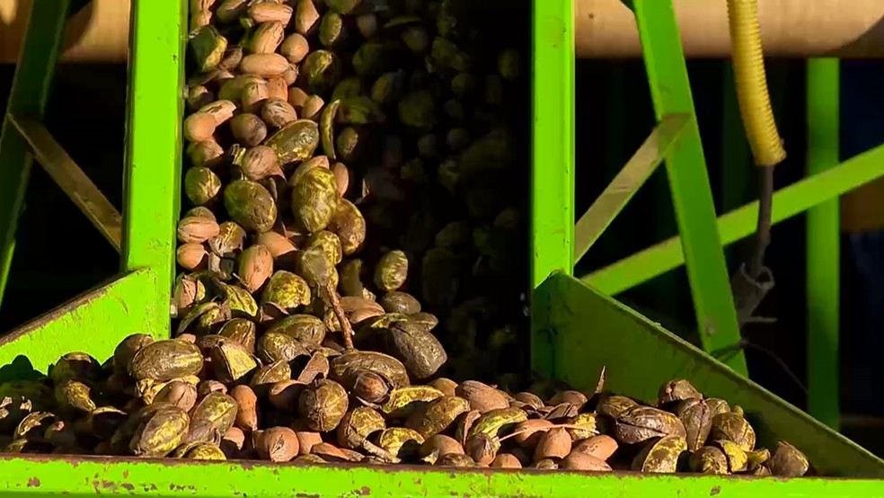 Líder nacional na produção, RS se prepara para safra recorde de noz-pecã — Foto: Reprodução/RBS TV