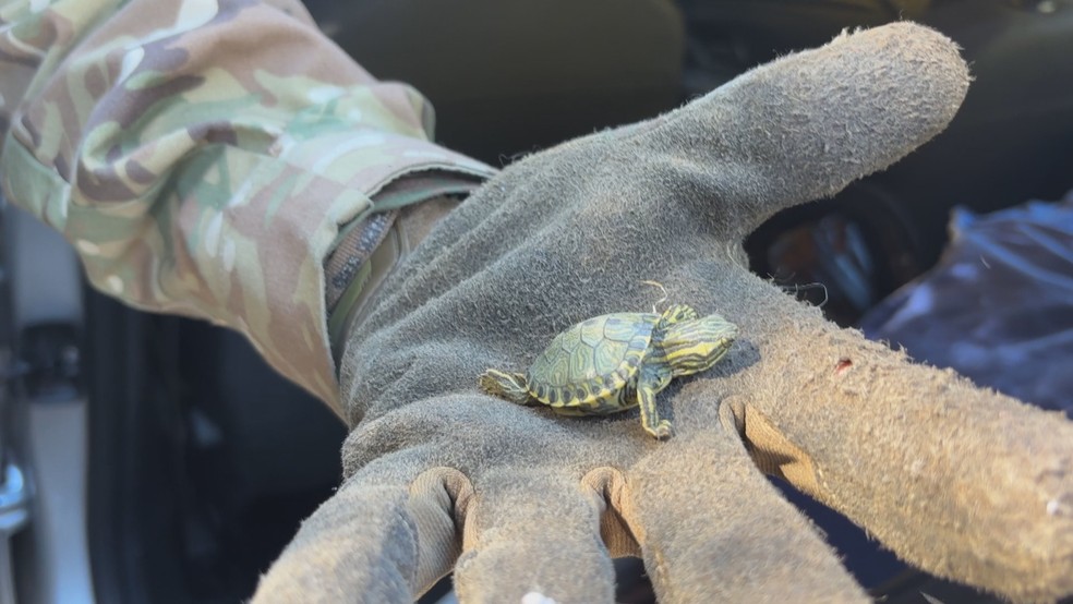 Mais de 600 tartarugas tigre-d’água são apreendidas em carro na BR-290, em Porto Alegre — Foto: Jonattas Gugão / RBS TV