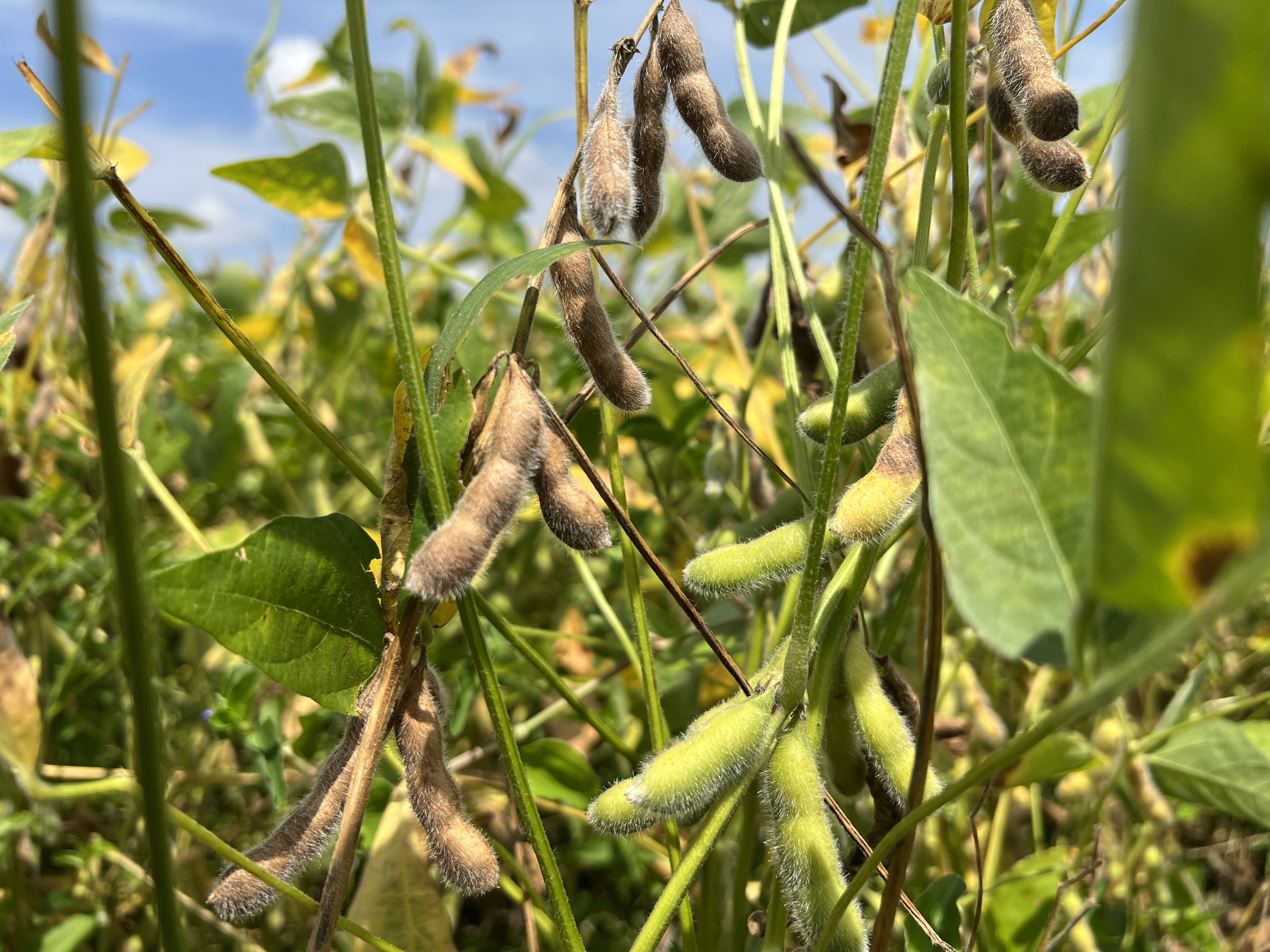 Você Não Tá Convidada pro Meu Bat Mitzvá!