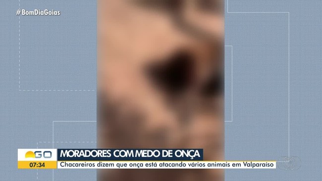 Fazendeiros suspeitam que ona tenha matado 14 ovelhas, em Valparaso de Gois