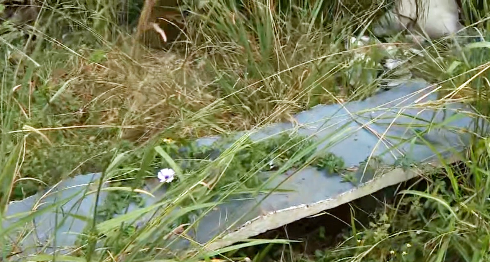 Moradores reclamam de mato, descarte de lixo e acúmulo de água parada em praça de Limeira 