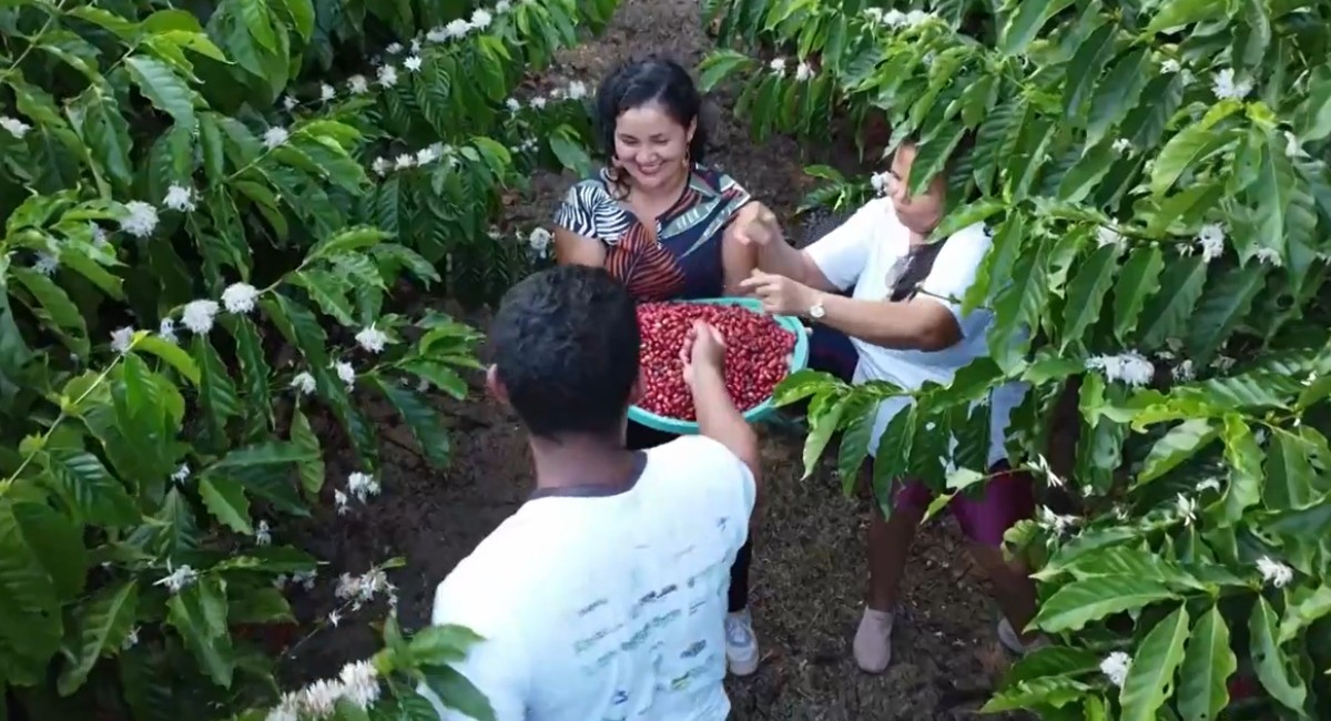 Café vira aposta no interior do AM e multiplica ganhos de agricultores com cultivo sustentável