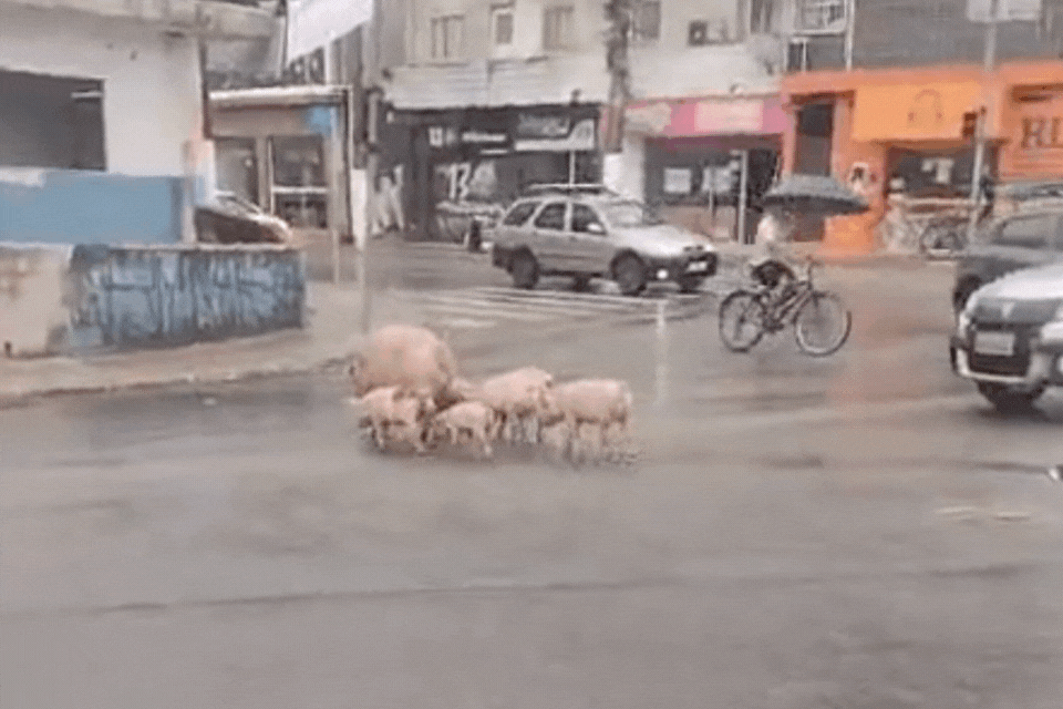 Mãe e filhotes de porcos são flagrados atravessando rua movimentada no litoral de SP; VÍDEO