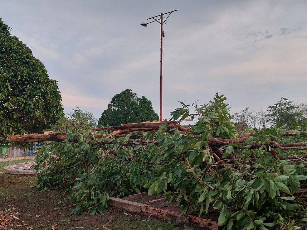 Árvore caiu após temporal em Guajará-Mirim — Foto: Késia Fernanda/Rede Amazônica