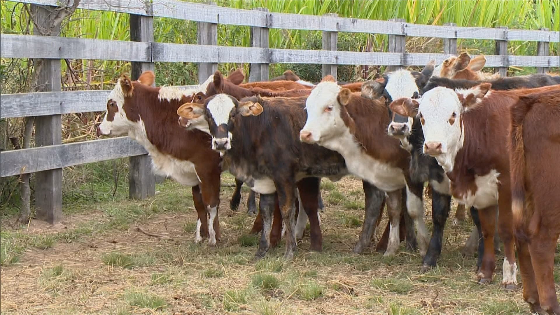 Golpes na venda de gado preocupam produtores no RS; pecuarista perdeu mais de R$ 100 mil