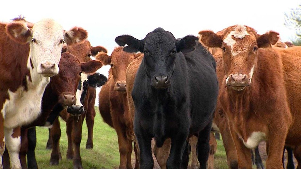 Ladrões usaram um caminhão para levar 44 cabeças de gado de uma fazenda em Garruchos — Foto: Reprodução/RBS TV