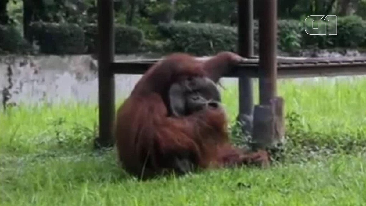 Orangotango ameaçado de extinção é visto fumando em zoológico no