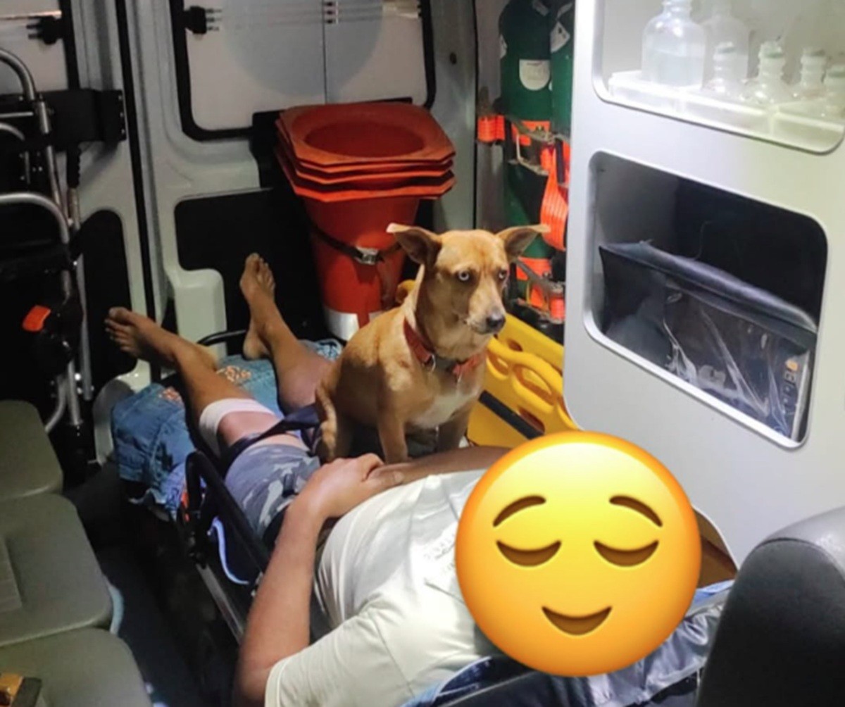 Cão 'caramelo' entra em ambulância e acompanha tutor até hospital após emergência em SC