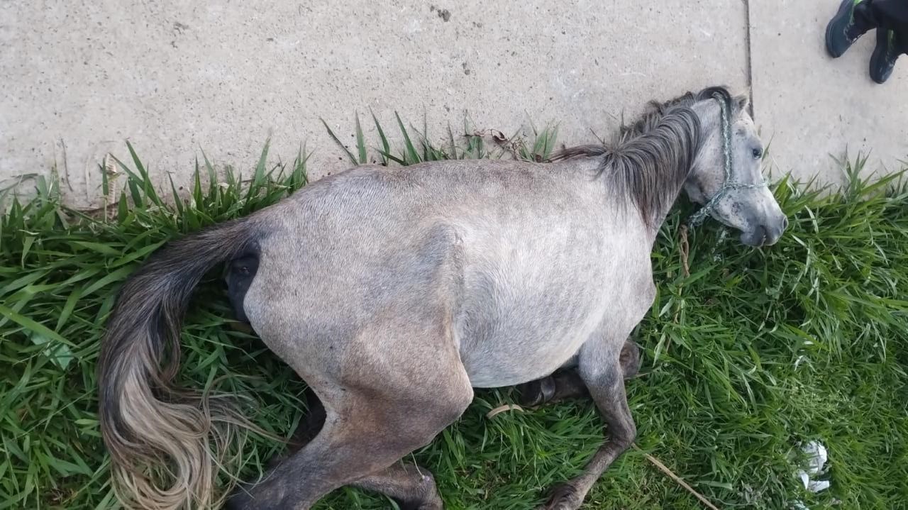 VÍDEO: égua é resgatada em situação de maus-tratos no interior de SP