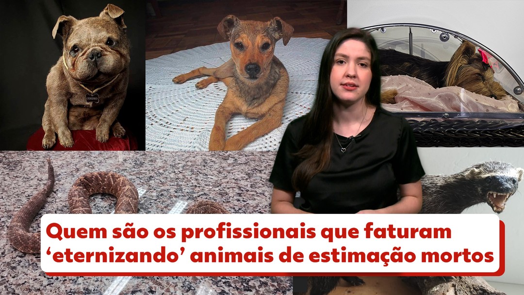 Taxidermistas: quem são os profissionais que faturam 'eternizando' animais de estimação mortos
