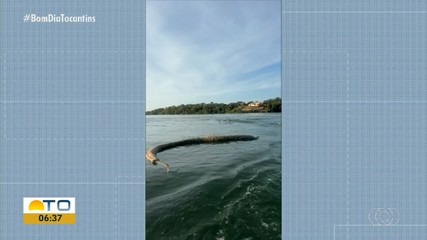 Comerciante filma cobra gigante boiando no lago perto de Porto Nacional