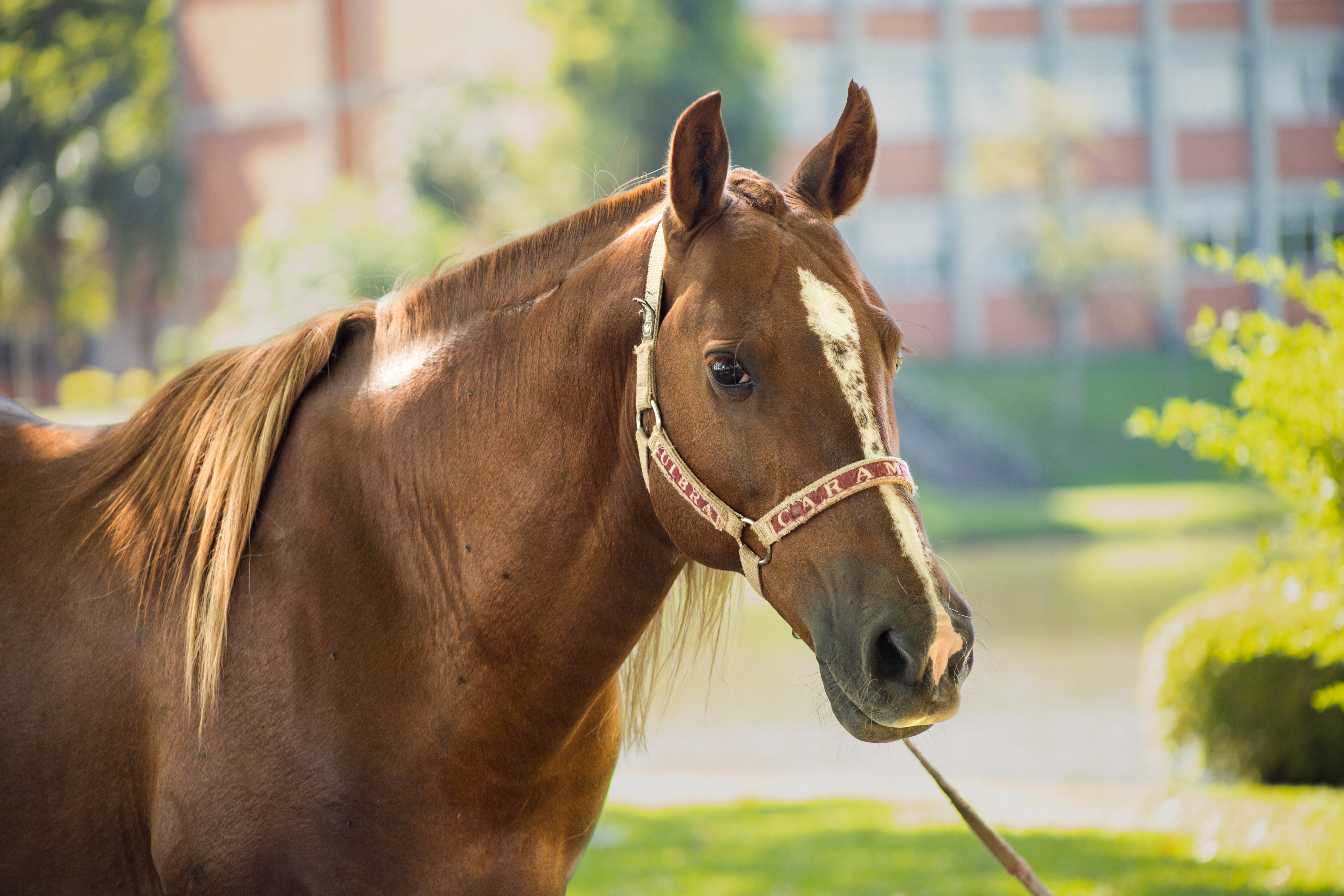 Cavalo Caramelo, símbolo das enchentes no RS, vira celebridade, faz presença VIP e tem agenda cheia dois anos depois