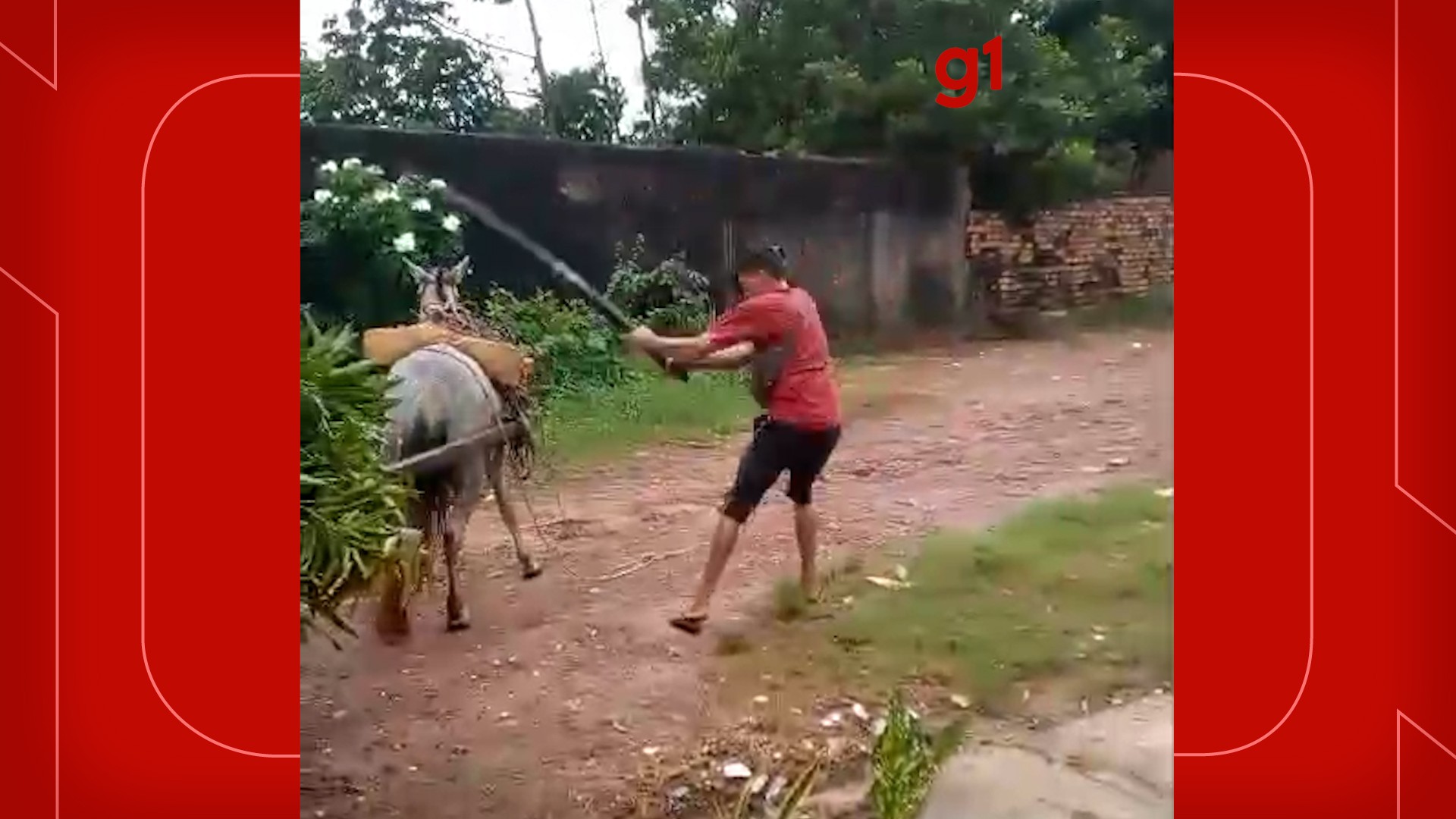 Vídeo mostra homem agredindo cavalo com pedaço de madeira no bairro Jardim Santarém; suspeito foi conduzido à delegacia