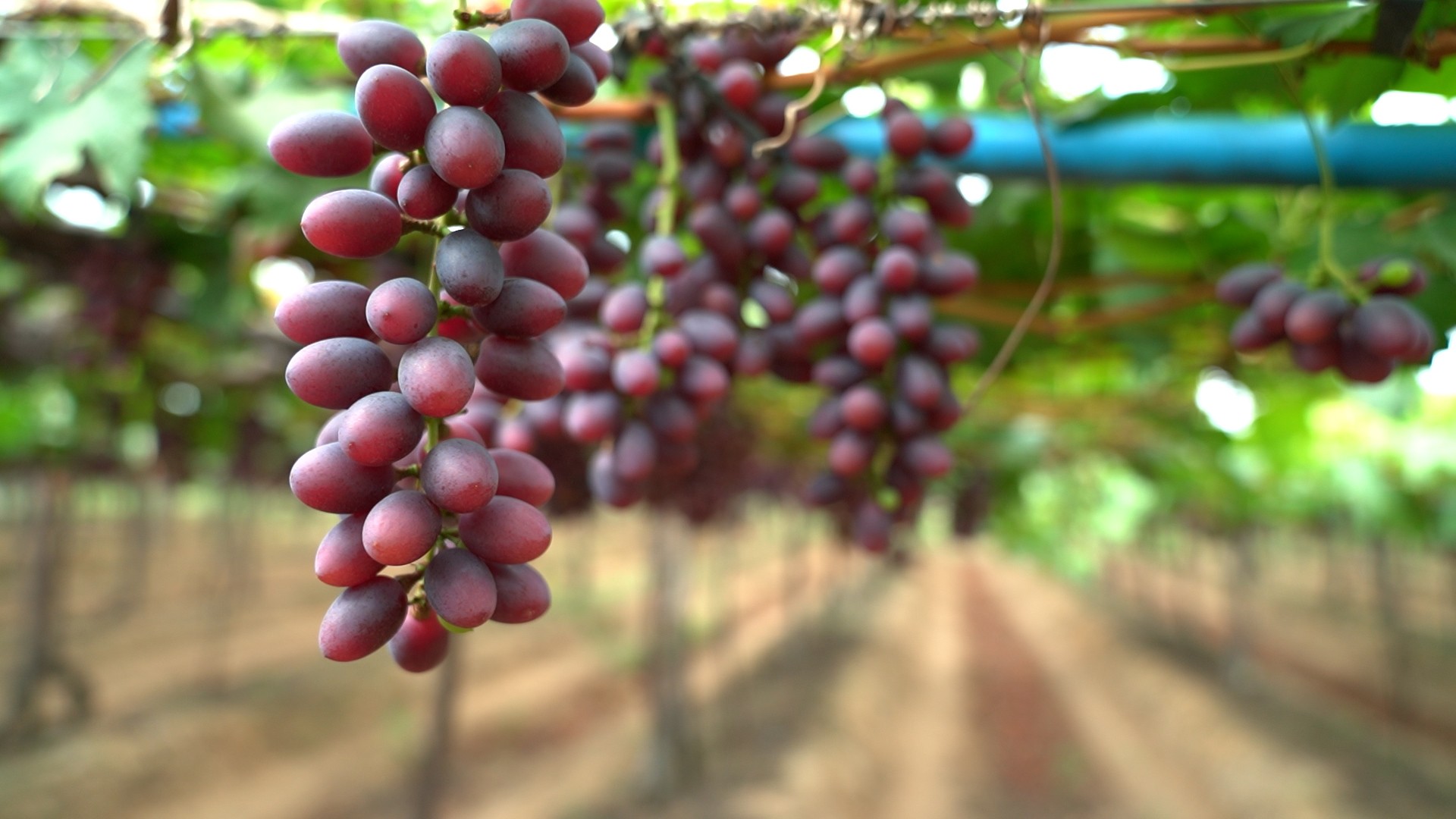 Como a uva, fruta do frio, virou uma das riquezas do sertão nordestino