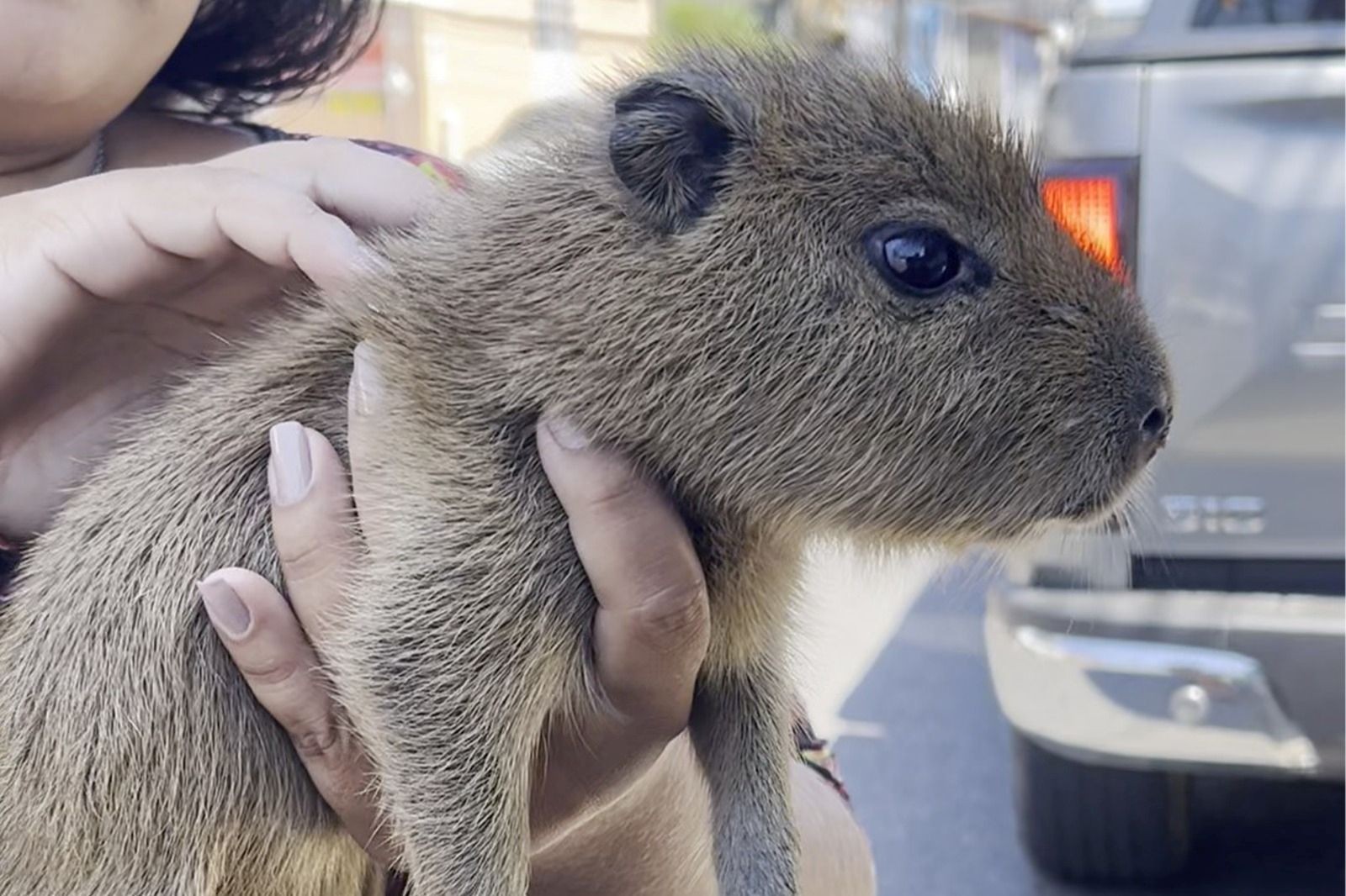 Filhote de capivara é resgatada após ser vendida a R$ 20 por homem em situação de rua em Manaus