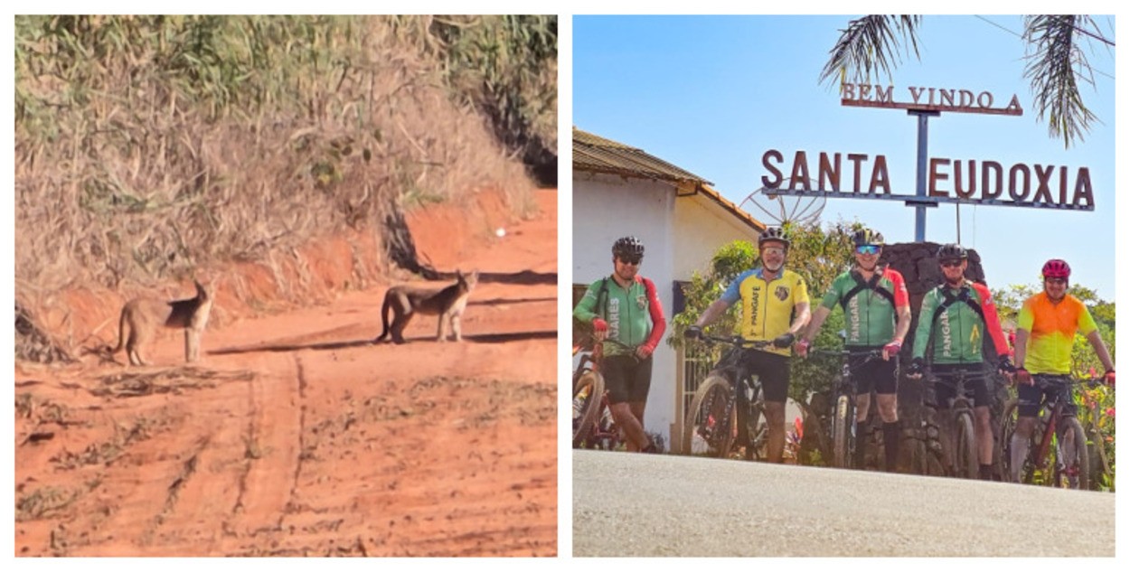 VÍDEO: ciclistas dão de cara com filhotes de onça-parda no interior de SP: ‘Nunca tinha visto’