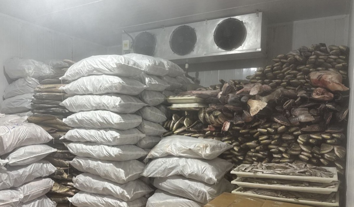 Mais de 100 toneladas de pescado são apreendidas sem licença ambiental no interior do Amazonas