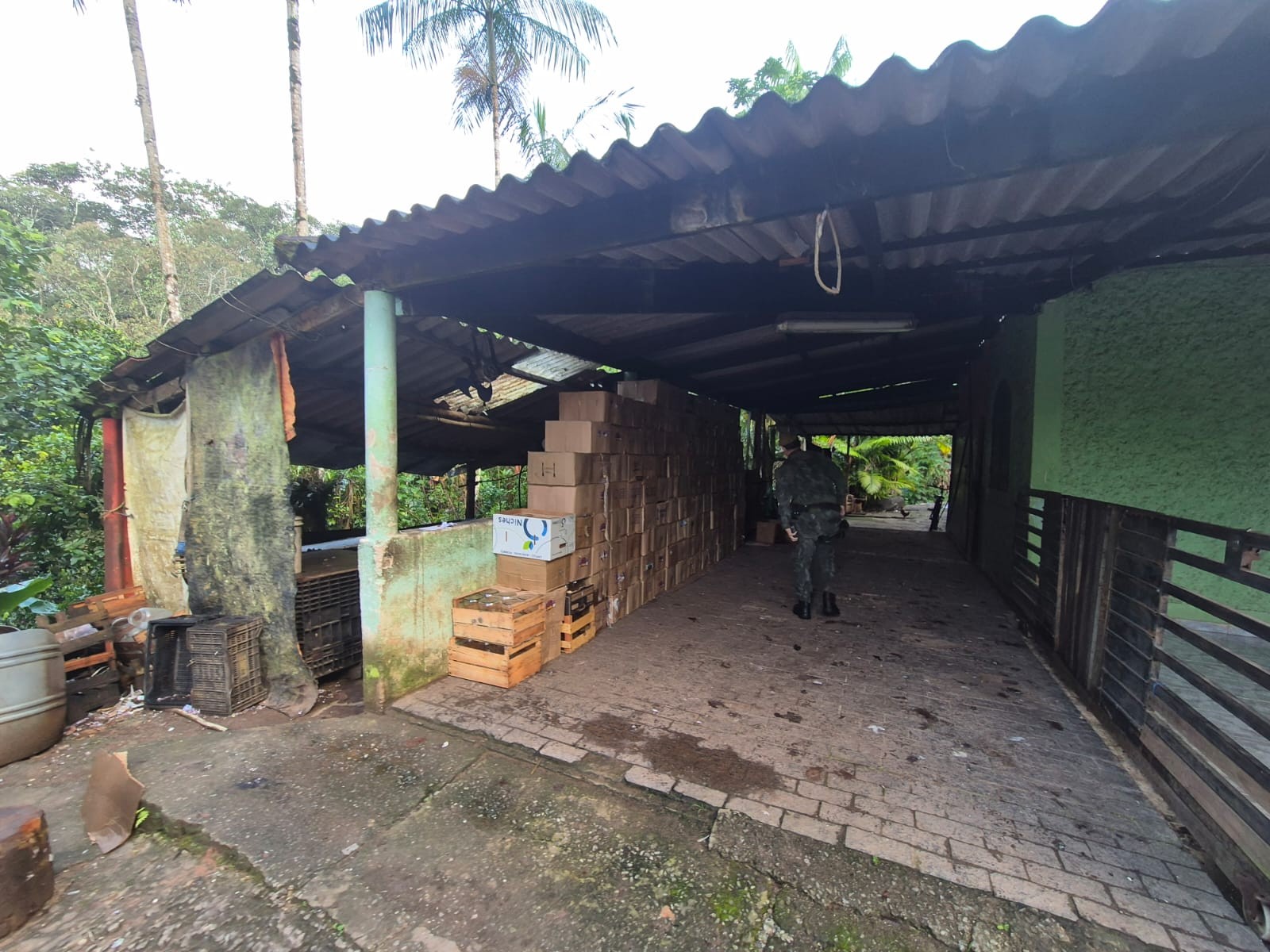 Operação Juçara apreende 1,6 mil potes de vidro para palmito ilegal em SP