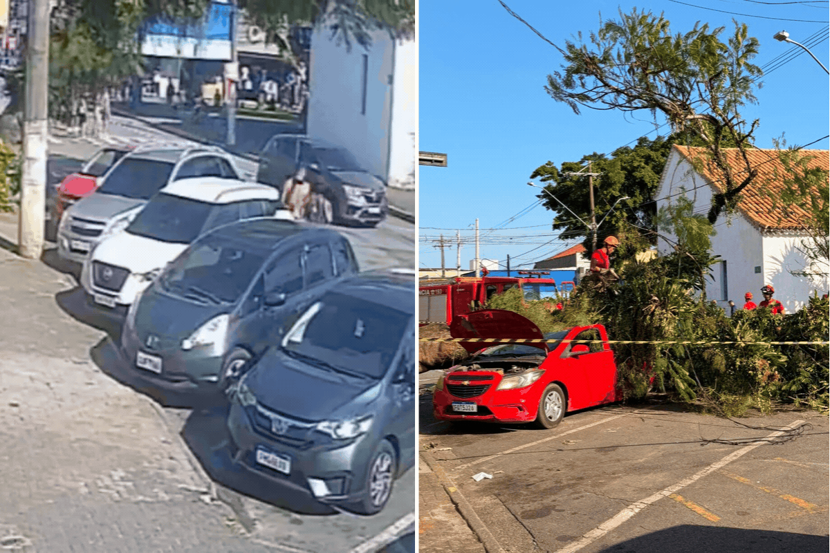 Pai e filho saem ilesos de carro esmagado por árvore no litoral de SP: 'Presente de Dia dos Pais'